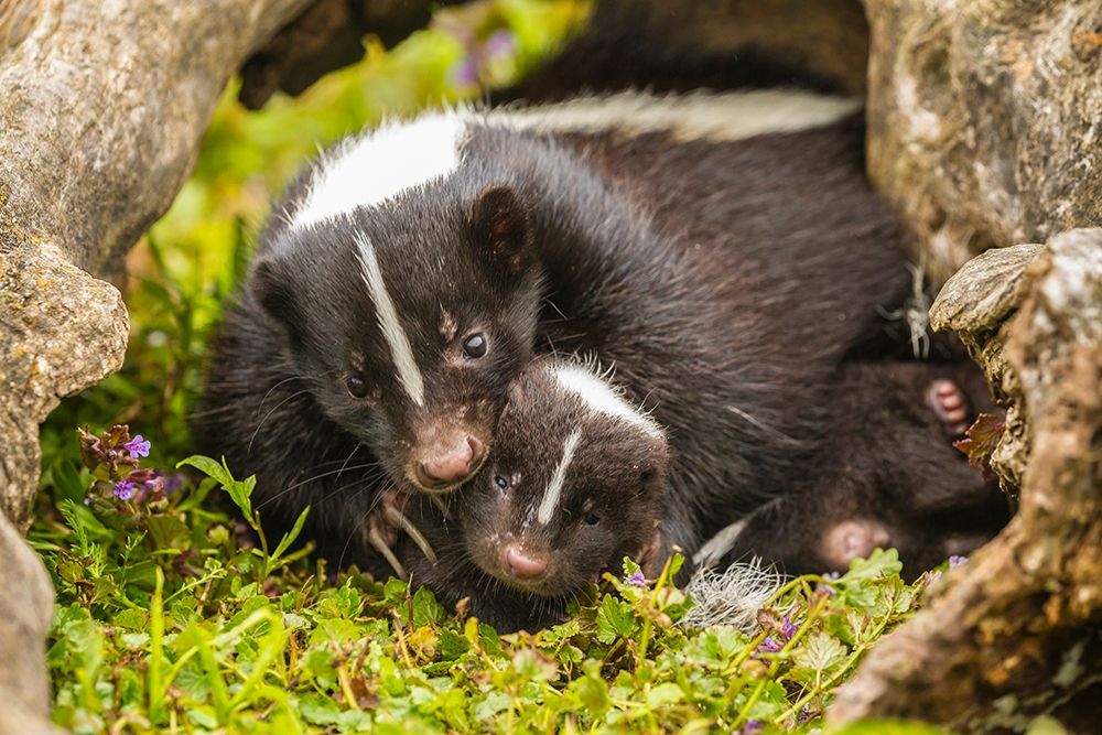 Minnesota-striped skunk-mother and kit in log-captive